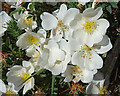 NJ3266 : Burnet Rose (Rosa pimpinellifolia) by Anne Burgess