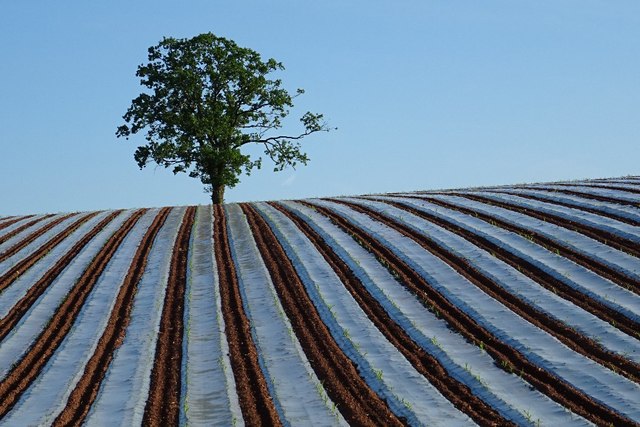 Oak tree and rows of polythene
