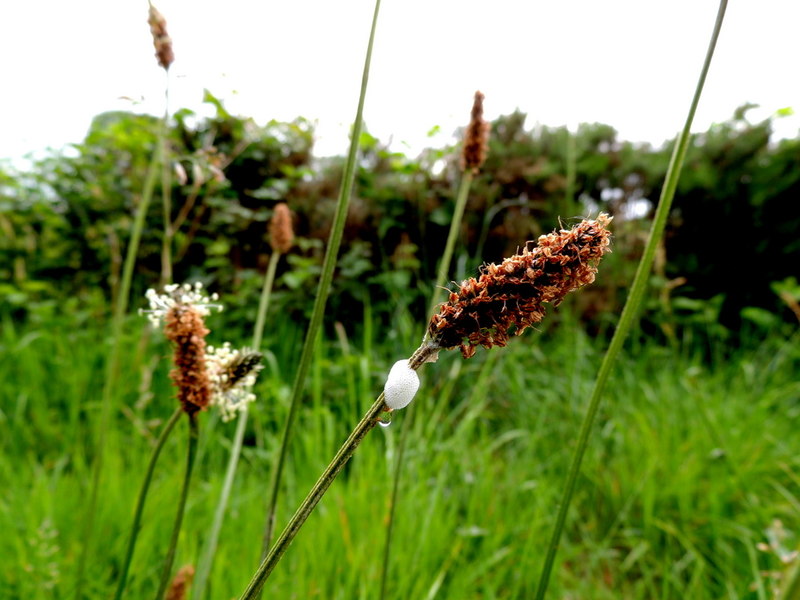 cuckoo-spit-deroran-kenneth-allen-cc-by-sa-2-0-geograph-ireland