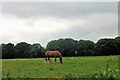 Horse by Treeline