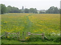 Footpath through a hay meadow south of Linton