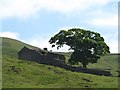 Ruined farm house on the fellside