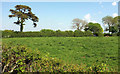 Trees along hedge near Bibbear Farm