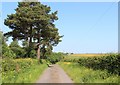 Scots pines on the road to Bickethall