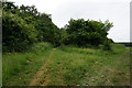 Path leading to Sandall Beat Wood