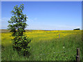 Buttercup field