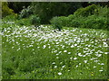 Ox-eye daisies at Iden Croft Herb Garden