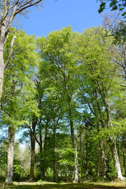 A lovely stand of beech trees near Foulis Point