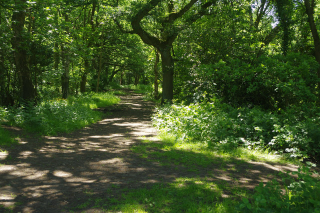 Path through the woods, near Alderley Edge