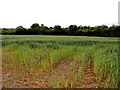 Spring barley field, Maghaberry