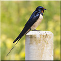 Swallow, Benone