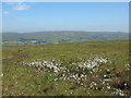 Across the cotton grass to Scout Moor