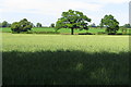 Wheat field by the footpath