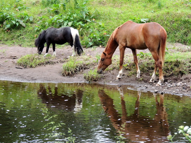 Horses, Campsie