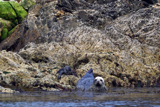 Common Seal (Phoca vitulina) with very young pup, Lamba, Yell Sound