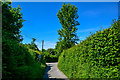 West Somerset : Country Lane