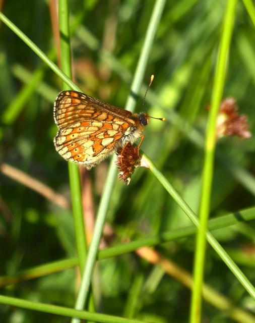 Butterflies in Bentley Wood: (4) Marsh Fritillary (Eurodryas aurinia)