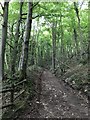 SO8001 : Steep track in beech woods by don cload