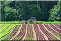 Tractor at end of salad rows