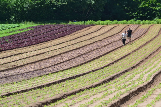 Caring for the salad crop