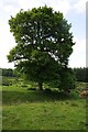 Tree in a field