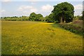 A field of buttercups