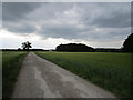 SJ7685 : Lane to Rycroft Farm by Stephen Burton