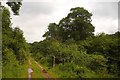 Road, Drumlanrig woodlands