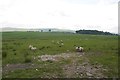 Sheep, Burnsands