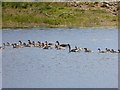 NZ0252 : Greylag Geese on Derwent Reservoir by Oliver Dixon