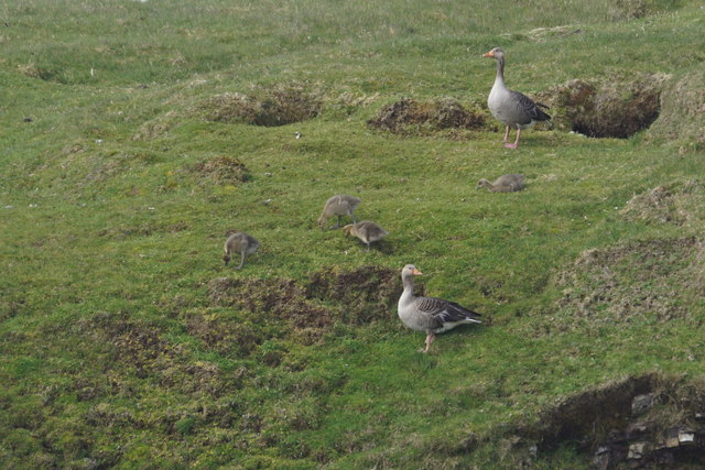 Greylag Geese (Anser anser) with goslings on Linga