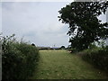 Grass field with sheep, Strangford