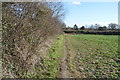 Footpath by brassicas