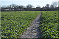 White Cliffs Country Trail through brassicas