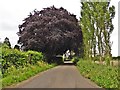 Copper Beech on Honeyhurst Lane