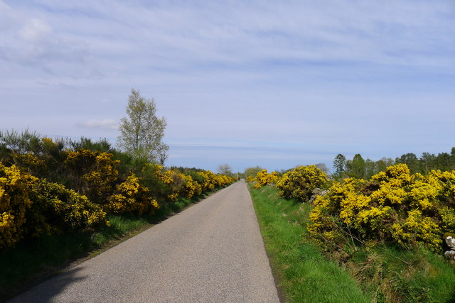 Gorse along the Scotsburn Road to Tain