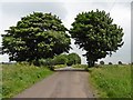 Twin trees on New Road