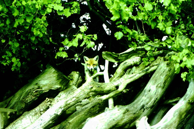 Fox Cub on Woodpile, nr Luckington, Wiltshire 1986