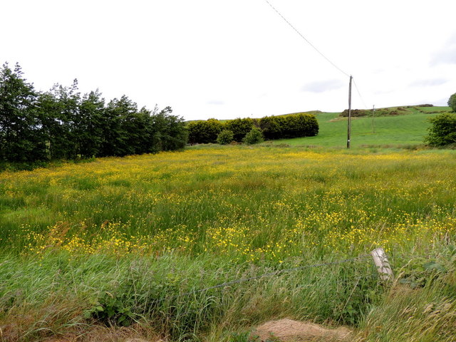 Field with buttercups, Glackadrumann