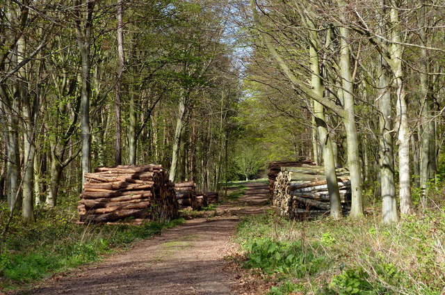 Timber stacks at Binning Wood