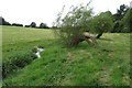 Willows by the stream