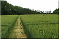 Footpath towards Twigyard Woods