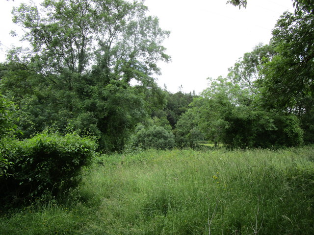 Overgrown meadow by the River Bandon,... © Jonathan Thacker :: Geograph ...