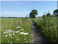 Footpath alongside a field