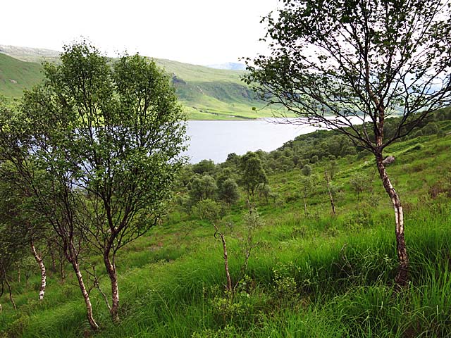 Trees above Loch Etive