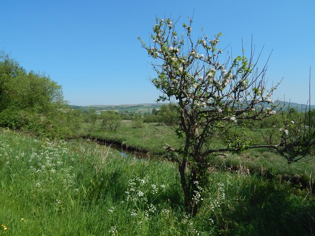 Apple tree beside the cycle path