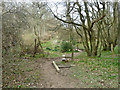 Footpath into Birchy Copse