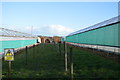 Footpath between polytunnels