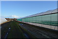 Polytunnels by footpath