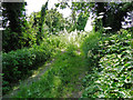 TG2102 : Overgrown and un-passable footpath by Adrian S Pye